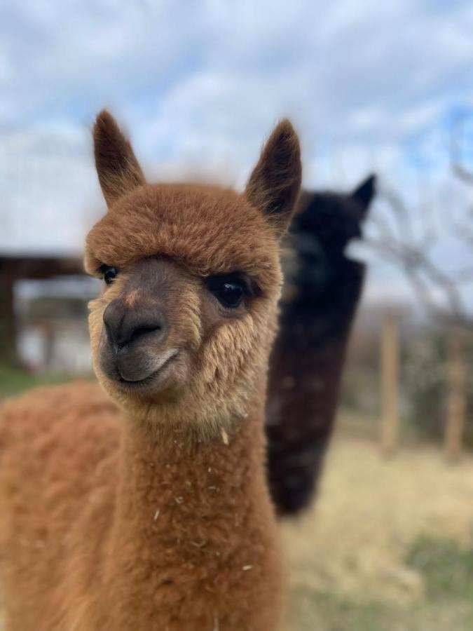 Agriturismo Il Vecchio Mandorlo ペルージャ エクステリア 写真