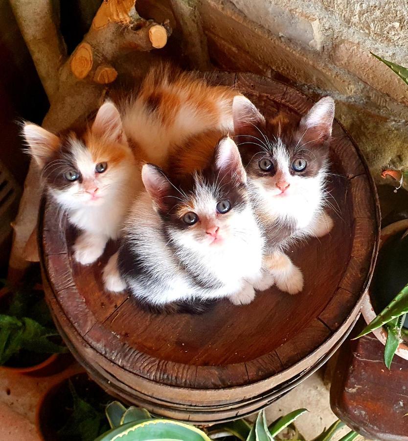 Agriturismo Il Vecchio Mandorlo ペルージャ エクステリア 写真
