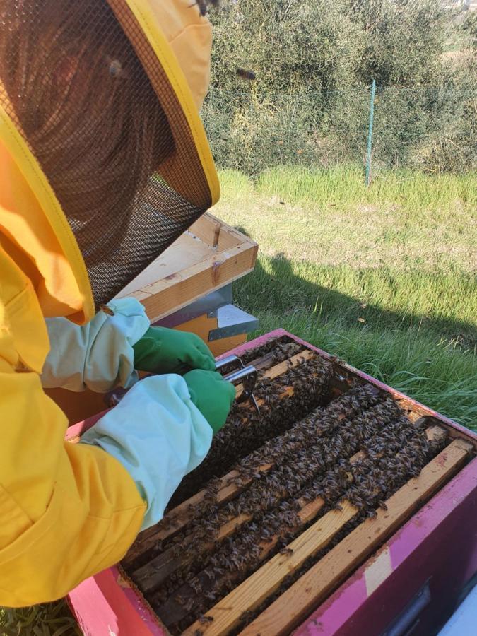 Agriturismo Il Vecchio Mandorlo ペルージャ エクステリア 写真