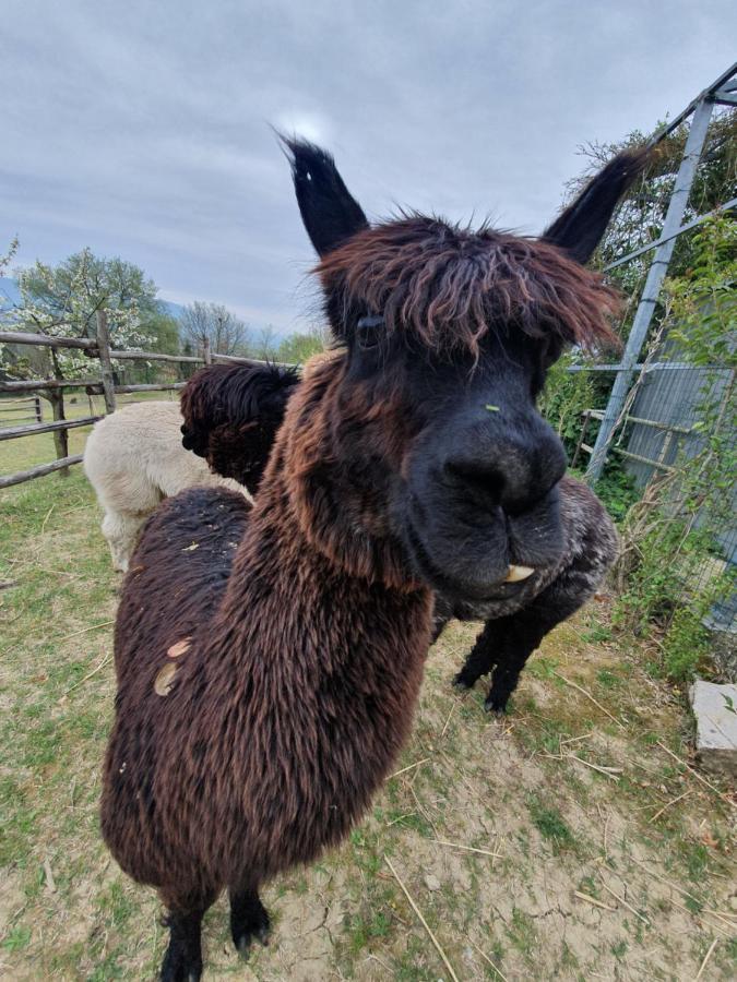 Agriturismo Il Vecchio Mandorlo ペルージャ エクステリア 写真