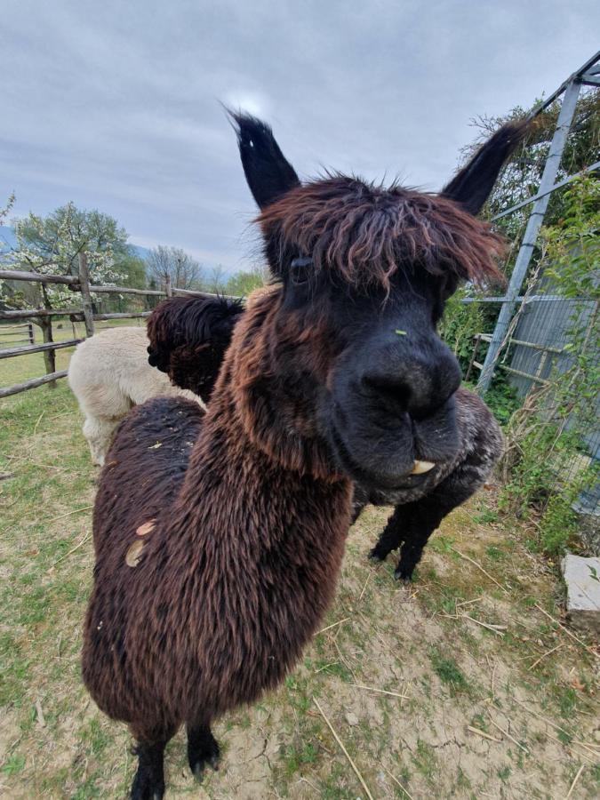 ペルージャ Agriturismo Il Vecchio Mandorloヴィラ エクステリア 写真