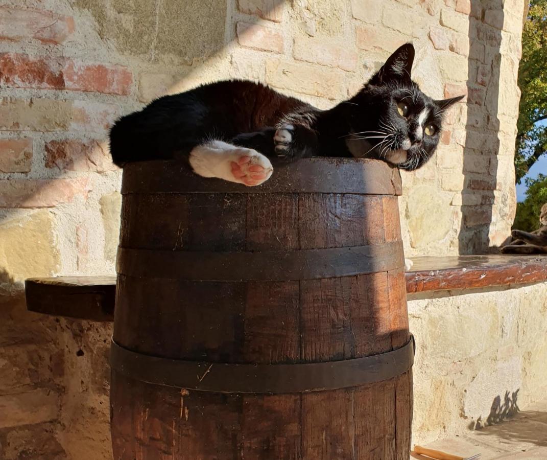 Agriturismo Il Vecchio Mandorlo ペルージャ エクステリア 写真