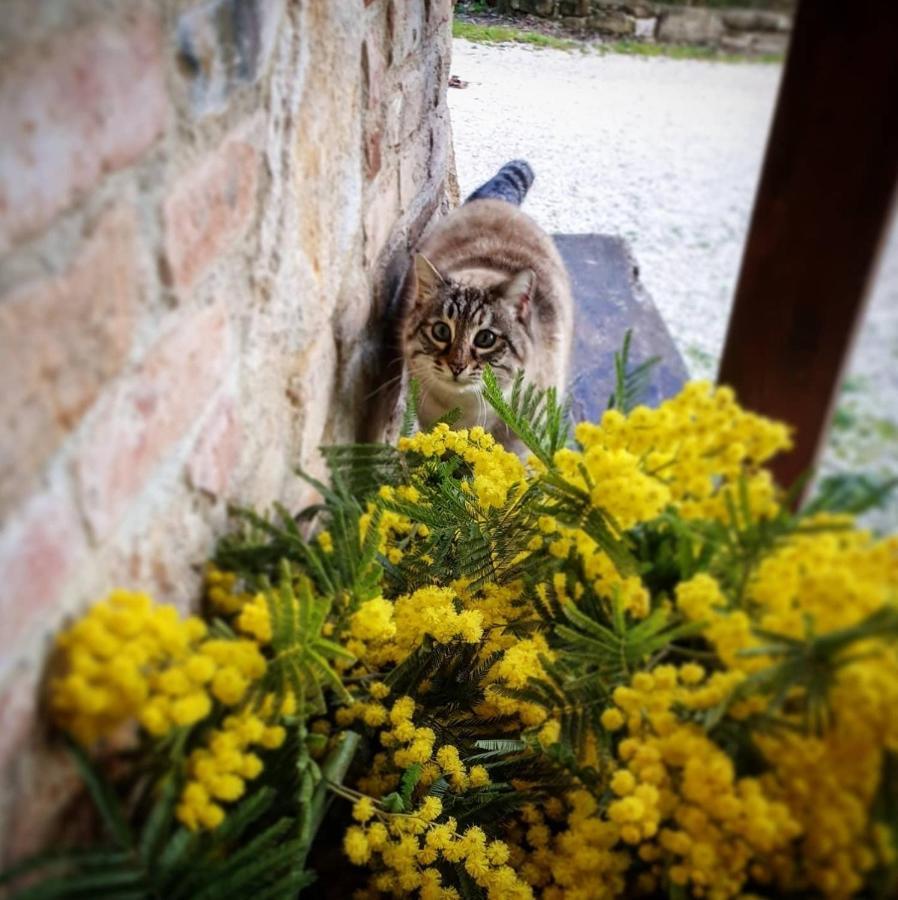 ペルージャ Agriturismo Il Vecchio Mandorloヴィラ エクステリア 写真