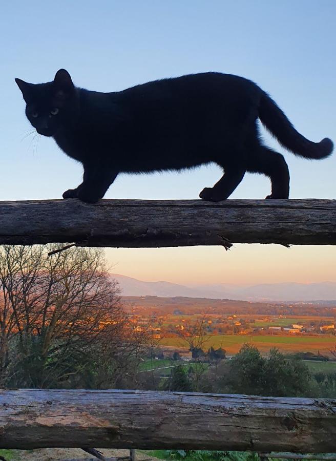 ペルージャ Agriturismo Il Vecchio Mandorloヴィラ エクステリア 写真