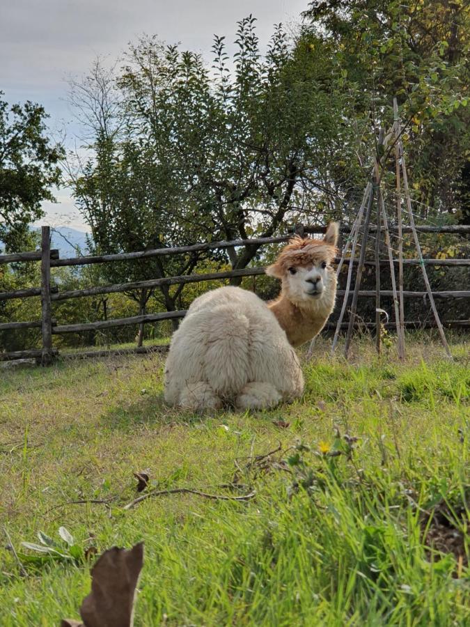 Agriturismo Il Vecchio Mandorlo ペルージャ エクステリア 写真