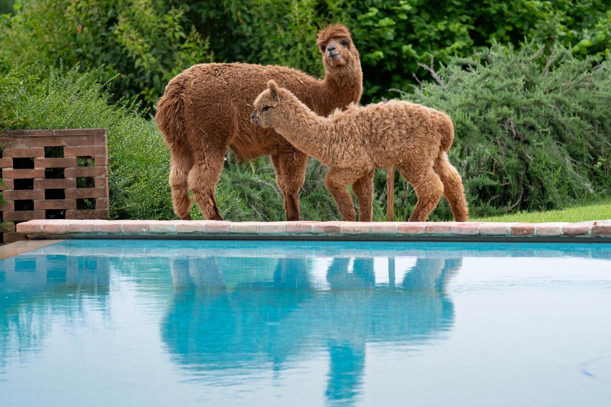 Agriturismo Il Vecchio Mandorlo ペルージャ エクステリア 写真